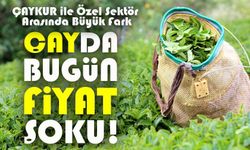 Çayda Bugün Fiyat Şoku! ÇAYKUR İle Özel Sektör Arasında Büyük Fark