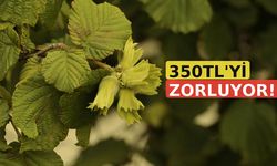 Fındık Fiyatları 350TL'yi zorluyor! Serbest Piyasada İl İl Güncel Rakamlar Açıklandı