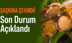 Bugün Fındık Fiyatları Şaşkına Çevirdi! Piyasada Son Durum Açıklandı