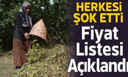 Fındık Fiyatları Herkesi Şok Etti! Güncel İl İl Fiyat Listesi Açıklandı