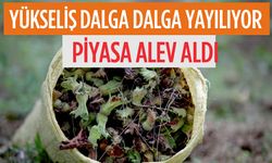 Bugün Fındıkta Yükseliş Dalga Dalga Yayılıyor; Fındık Piyasası Alev Aldı