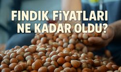 Fındık fiyatları ne kadar oldu? Karadeniz’de İl İl Fiyat Tablosu Açıklandı