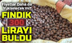 Ordu’da Fındıkta Rekor Fiyat: Serbest Piyasada 320 Lira Konuşuluyor