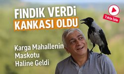 Fındıkla Başlayan Dostluk: Ordu’da Kargayla Kurulan Sıra Dışı Bağ