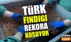 Türk Fındığı 2025’te 124 Ülkede Alıcı Buldu: İşte En Çok Satış Yapılan Ülkeler