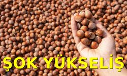 Fındık Fiyatlarında Bugün Şok Yükseliş: Üretici Beklentileri Aşıldı