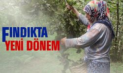 Çakıldak Fındıkta Yeni Dönem! Klon Seleksiyonu ve Tek Dal Sistemiyle Verim Artıyor