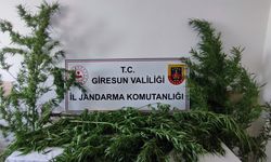 Giresun’da Uy*şt*r*c* Operasyonu: 6 Kök Kenevir Ele Geçirildi