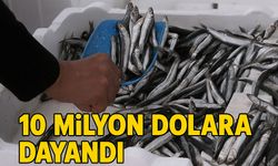 Hamsi İhracatı 10 Milyon Dolara Dayandı: İlk Sırada Belçika Var