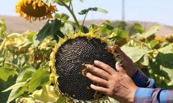 Ayçiçeğine 29 Bin Liralık Ön Alım Fırsatı