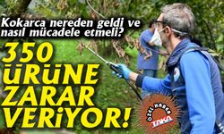 Kokarca nereden geldi ve nasıl mücadele etmeli? 350 Ürüne Zarar Veriyor!