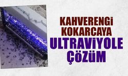 Kahverengi Kokarcaya Ultraviyole Çözüm