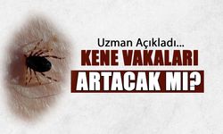 Kene Vakaları Artacak mı? Uzman Açıkladı...