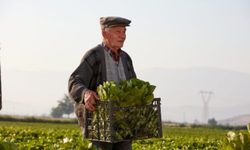 TÜİK açıkladı: Çiftçinin ağustos ayı enflasyonu yıllık yüzde 41,55 oldu