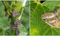 Vampir Kelebek Tehdidi Büyüyor! Tarımda Kriz