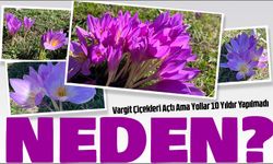 Barma Yaylasında Vargit Çiçekleri Açtı Ama Yollar 10 Yıldır Yapılmadı