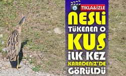 Sessiz misafir Artvin’de ortaya çıktı: Balaban kuşu Türkiye’de ilk kez kayda geçti