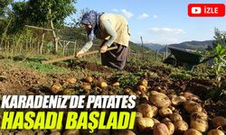 Kulakkaya Yaylası'nda doğal yöntemlerle üretilen patatesler topraktan çıkıyor!