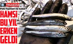 Trabzon'da Hamsi Tezgahları Şenlendi: Kilogramı 100 TL'den Satışta