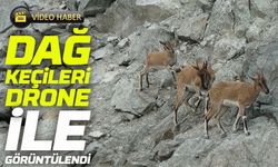 Artvin’de Dağ Keçileri Drone ile Görüntülendi: Doğanın Sessiz Kahramanları
