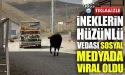 İneklerin Yayladan Hüzünlü Vedası Sosyal Medyada Viral Oldu