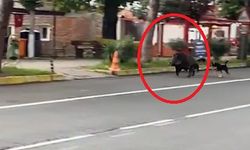 Ordu’da domuz sahil yoluna indi