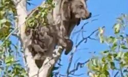 Bayburt’ta bir köyü alarma geçirmişti: Köpeklerden kaçan yavru ayı bu kez ağaç üstünde görüldü