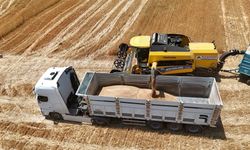 Arpa Kaç TL Oldu? TMO Müdahalesi Yeterli Olacak mı?