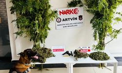 Artvin'de 1 kilo 151 gram esrar ele geçirildi