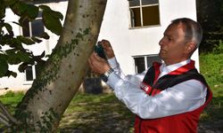 Ordu'da kahverengi kokarcayla mücadelede 20 bin tuzak, 4 bin litre ilaç dağıtıldı