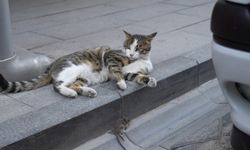 Gümüşhane’de kedi avladığı fareyle oynarken kameralara yakalandı