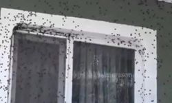 Kokarca İstilası Büyüyor! Görüntüler Giresun'dan...