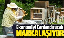 Ağasar Balı Markalaşıyor! Şalpazarı’nda Üreticilere Büyük Destek