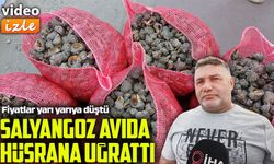 Deniz salyangozu avı da palamut gibi balıkçıyı hayal kırıklığına uğrattı