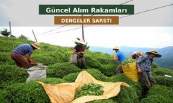 Yaş Çayda Bugün Dengeler Sarsıldı: Resmî Alım Fiyatı ile Özel Sektör Rakamları Yan Yana