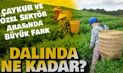 2025 Yaş Çay Fiyatları Bugün Açıklandı: ÇAYKUR ve Özel Sektör Arasında Büyük Fark