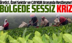 Yaş Çayda Yeni Gerilim: Bugün Üretici, Özel Sektör ve ÇAYKUR Arasında Restleşme!