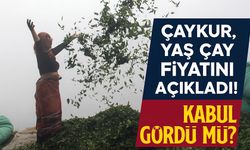 ÇAYKUR Yaş Çay Fiyatını Açıkladı! İşte 2025’in Kilogram Başına Yeni Ücreti