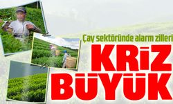 Türkiye’nin çay sanayisi, mali kırılma ve operasyonel çözülme süreciyle karşı karşıya
