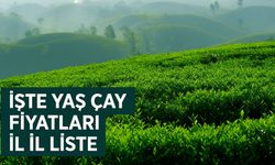 Doğu Karadeniz’de 2025 Yaş Çay Fiyatları: Özel Sektör Ne Kadar Ödüyor? İl İl Liste
