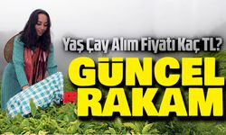 Bu Sene Yaş Çay Alım Fiyatı Kaç TL? ÇAYKUR Ve Özel Sektör Güncel Rakamlar