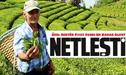 ÇAYKUR’un 2025 Yaş Çay Fiyatı Netleşti: Özel Sektör Fiyat Farkı Ne Kadar Oldu?