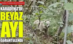 Çamlıhemşin’de Bir İlk: Beyaz Ayı ve Yavruları Görüntülendi