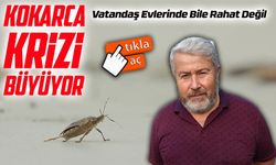 Ordu’da Kahverengi Kokarca Alarmı: Vatandaş Evlerinde Bile Rahat Değil