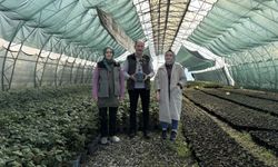 Trabzon’da Laboratuvar Ortamında Fidan Devrimi