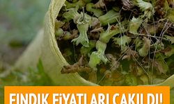Bugün Fındık Fiyatları Çakıldı! Fındığı Satmayanın Elinde Kalacak mı?