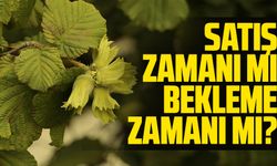 Bugün Fındıkta satış zamanı mı bekleme zamanı mı? 290 – 315 TL Arası Fiyatlar Kararı Zorlaştırıyor