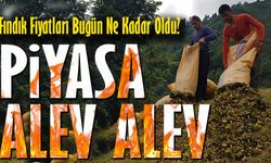Fındık Fiyatları Bugün Ne Kadar Oldu? Piyasa Alev Alev!