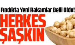 Fındıkta Yeni Rakamlar Belli Oldu! Fındık Fiyatları Herkesi Şaşırttı!