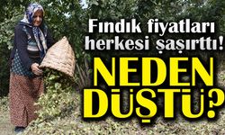 Fındık Fiyatları Düşüşe Geçti: Güncel Fındık Fiyatları Herkesi Şaşırttı!